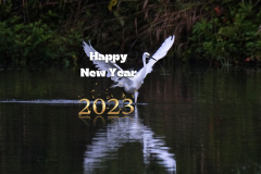 happy new year 2078 common-heron-.jpg