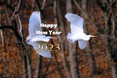 happy new years eve common-heron-.jpg